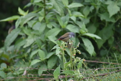 Coccopygia quartinia