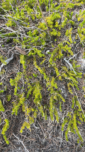 Calytrix longiflora observed 2026-07-17