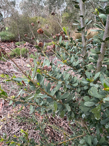 Australian Blackthorn