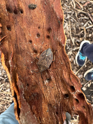 Brown Shield Bug