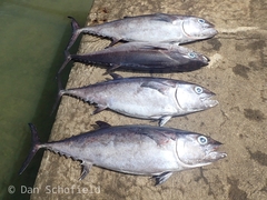 Thunnus