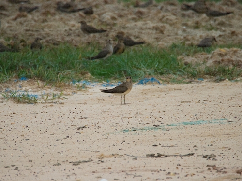 Oriental Pratincole