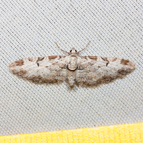 Eupithecia zelmira photo 2