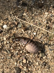 Cyphoderris