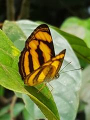 Pantoporia paraka