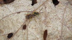 Nomada luteoloides