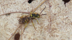 Nomada luteoloides