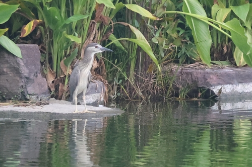 Eurasian Black-crowned Night-Heron
