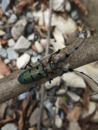 Fabulous Longhorn Beetle