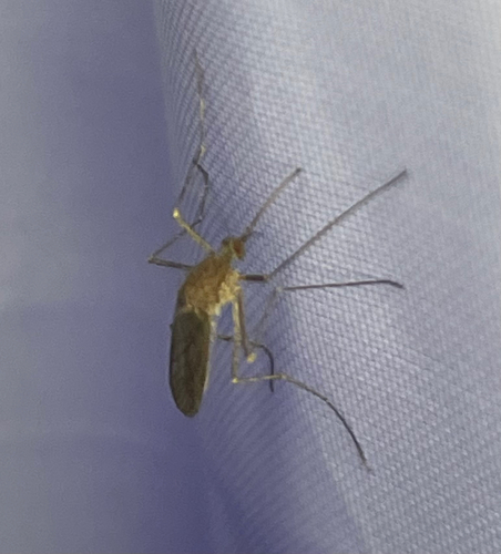 Winter Marsh Mosquito