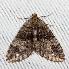 Hydriomena albifasciata