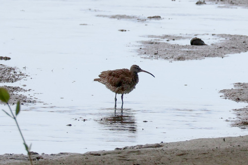 iNaturalist image