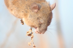 Oligoryzomys longicaudatus