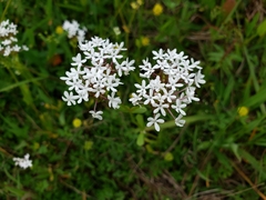 Valerianella longiflora