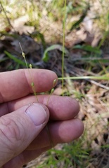 Dichanthelium linearifolium