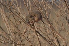 Oligoryzomys longicaudatus