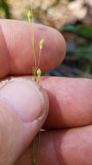 Dichanthelium linearifolium