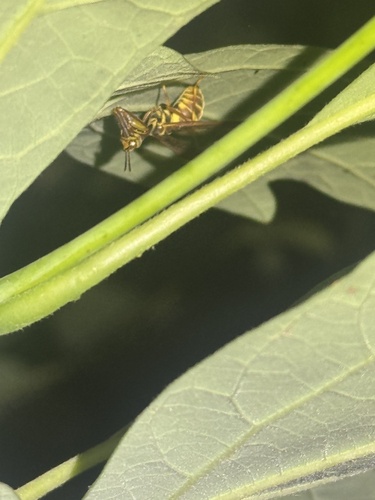 Brown Wasp Mantidfly