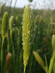 Phalaris paradoxa