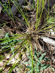 Dichanthelium linearifolium