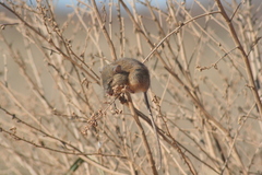 Oligoryzomys longicaudatus