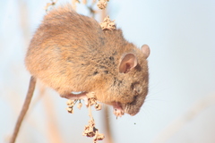 Oligoryzomys longicaudatus