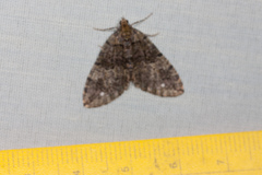 Hydriomena albifasciata