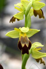 Ophrys fusca, photograph (c) Gary Yong Gee, some rights reserved (CC BY)