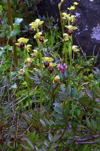 Ophrys fusca