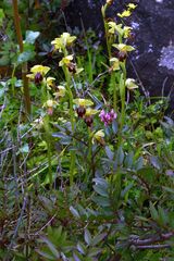 Ophrys fusca