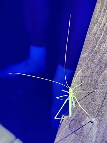 Elegant Bush Katydid