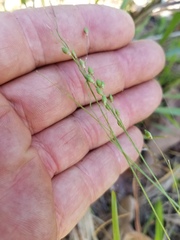 Dichanthelium angustifolium
