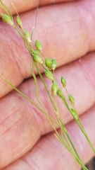 Dichanthelium angustifolium