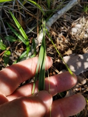 Dichanthelium angustifolium