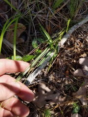 Dichanthelium angustifolium