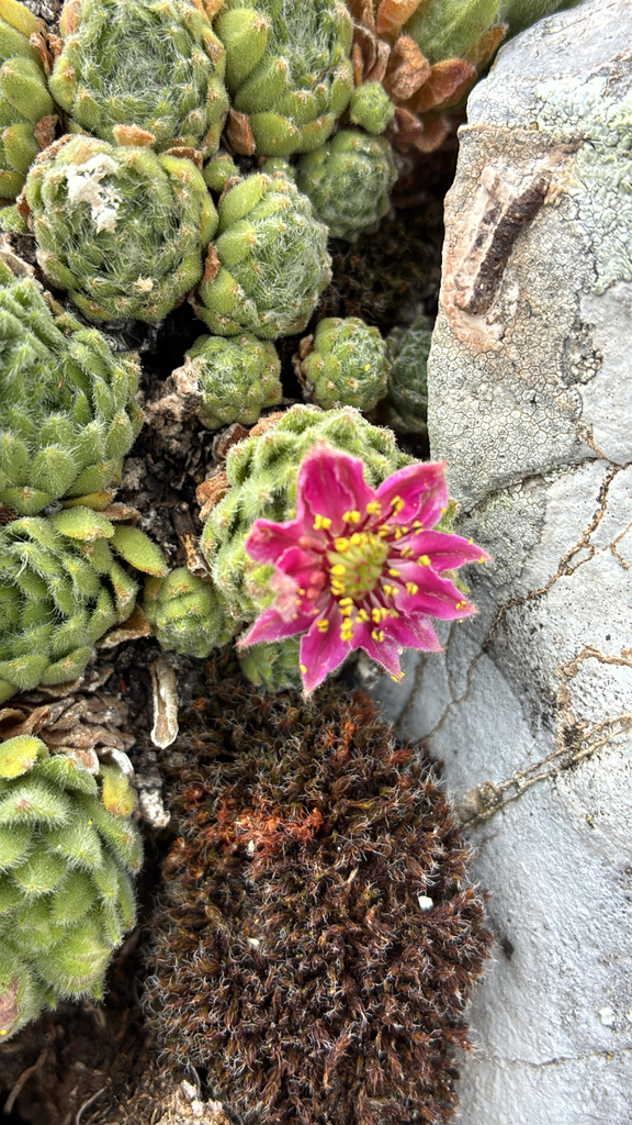 Sempervivum × giuseppii