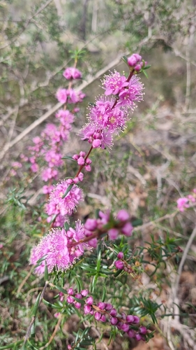 Swan River Myrtle
