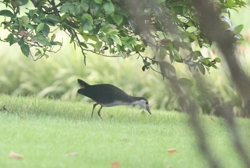 White-breasted Waterhen (Common)