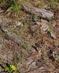 Agrostis elliottiana
