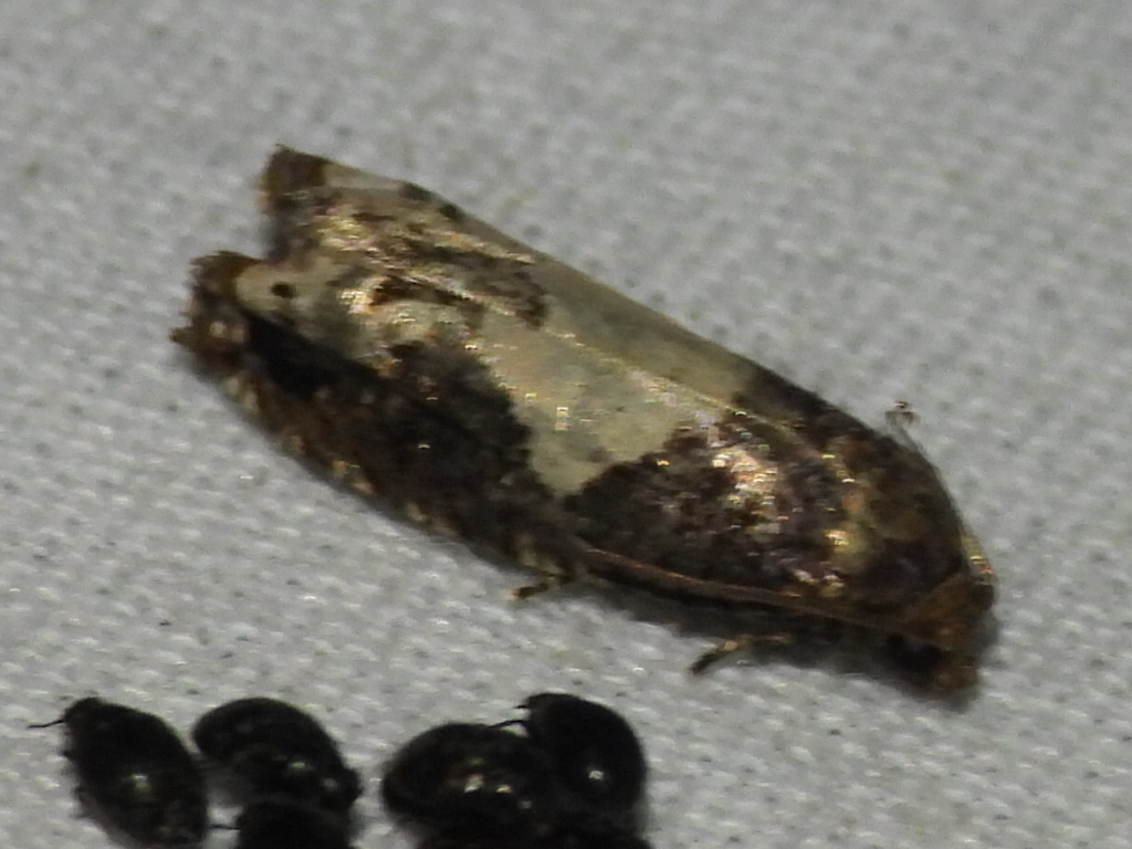 Bidens Borer Moth