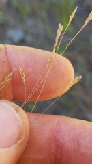 Agrostis elliottiana