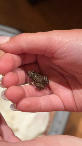 Eleutherodactylus planirostris observed 2026-07-24
