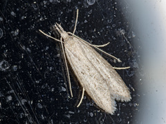 Phryganeutis cinerea