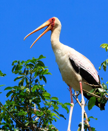 iNaturalist image