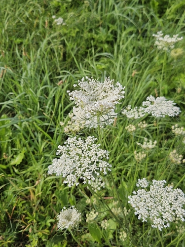 wild carrot