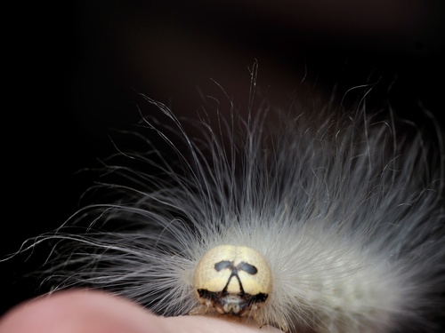 Laugher Moth photo 5