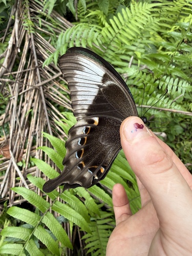 Papilio peranthus