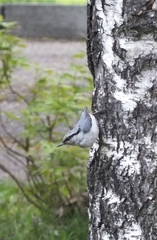 Sitta europaea