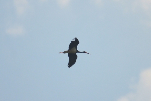 iNaturalist image