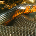 Indigo Snakes - Photo (c) Kristen Ortwerth-Jewell, some rights reserved (CC BY)